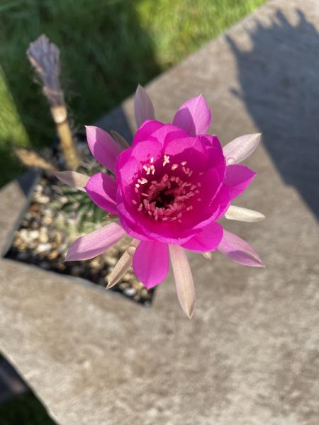 Echinopsis Hybr. pink